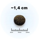 taille-croquettes-wm-wild-forest.webp